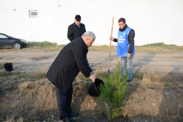 Tərtərdə Prezident İlham Əliyevin ad günü münasibətilə ağacəkmə aksiyası keçirilib