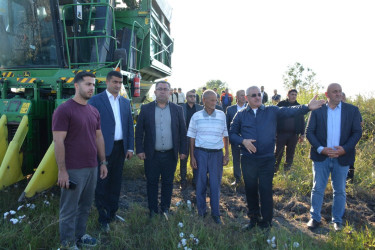 Tərtər rayonunda pambıq yığımına start verilib