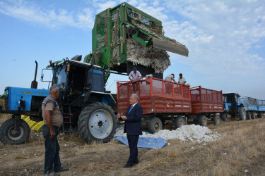 Tərtərdə pambıq yığımına start verilib