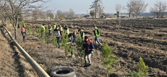 Tərtərdə “Şəhərsalma və Memarlıq İli” çərçivəsində ağacəkmə aksiyası keçirilib
