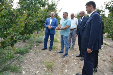 Tərtər Rayon İcra Hakimiyyətinin başçısı "Frutti Agro" MMC-nin intensiv meyvə bağları və müasir suvarma infrastrukturu ilə tanış olub