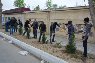 “Heydər Əliyev ili” çərçivəsində Tərtərdə növbəti ağacəkmə aksiyası keçirilib