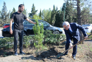 Tərtərdə “Konstitusiya və Suverenlik İli” çərçivəsində 27 sentyabr Anım gününün beşinci ildönümü ilə əlaqədar ağacəkmə aksiyası keçirilib