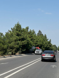 Tərtərdə dekorativ ağacların zərərvericilərə qarşı dərmanlanması işləri aparılıb