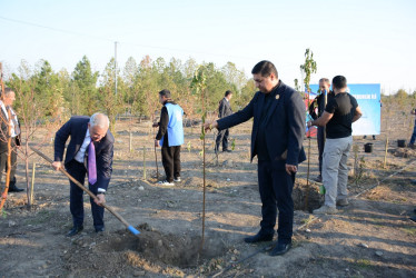 Tərtərdə “Konstitusiya və Suverenlik İli” çərçivəsində 8 Noyabr Zəfər Gününün beşinci ildönümü ilə əlaqədar növbəti ağacəkmə aksiyası keçirilib