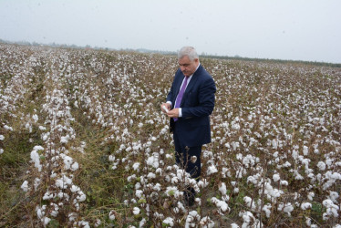 Rayon rəhbəri Köçərli kəndində fermer Cəfər Şəmilovun pambıq tarlası ilə tanış olub