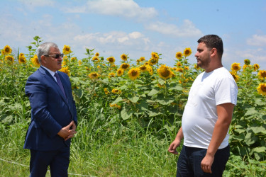 Tərtər Rayon İcra Hakimiyyətinin başçısı Kəbirli kəndində günəbaxan sahəsində olub