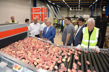 Tərtər Rayon İcra Hakimiyyətinin başçısı "Aqropat" MMC-nin intensiv meyvə bağları və müasir suvarma infrastrukturu ilə tanış olub