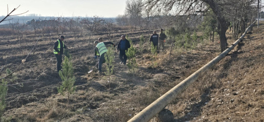 Tərtərdə “Şəhərsalma və Memarlıq İli” çərçivəsində ağacəkmə aksiyası keçirilib