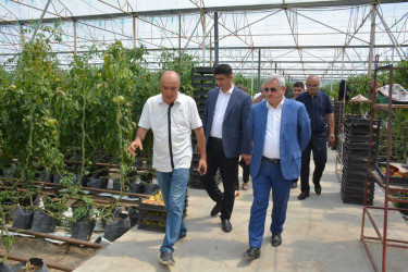 Rayon rəhbəri sahibkar Zəfər Nəsirovun müasir istixana kompleksi ilə tanış olub