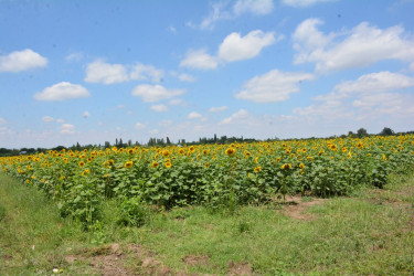 Tərtər Rayon İcra Hakimiyyətinin başçısı Kəbirli kəndində günəbaxan sahəsində olub