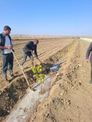 8 Noyabr Zəfər Gününün beşinci ildönümü ilə əlaqədar ağacəkmə aksiyası davam etdirilir