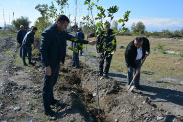 "Yaşıl dünya naminə həmrəylik ili" çərçivəsində Bərdə-Ağdam magistral avtomobil yolunun Poladlı kəndi ərazisində ağacəkmə aksiyası davam etdirilir