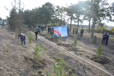 Tərtərdə “Konstitusiya və Suverenlik İli” çərçivəsində 8 Noyabr Zəfər Gününün beşinci ildönümü ilə əlaqədar növbəti ağacəkmə aksiyası keçirilib
