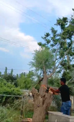 İcra başçısının səyyar qəbul-görüşü zamanı edilən müraciət öz həllini tapıb