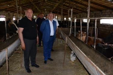 Tərtər Rayon İcra Hakimiyyətinin başçısı fermer Elbrus Salahova məxsus heyvandarlıq təsərrüfatına baxış keçirib