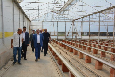 Rayon rəhbəri sahibkar Zəfər Nəsirovun müasir istixana kompleksi ilə tanış olub