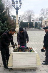 Tərtər şəhəri ərazisində gül və çiçək kolları əkilib