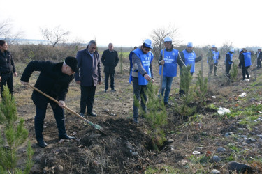 Tərtərdə "Yaşıl dünya naminə həmrəylik ili" çərçivəsində Azərbaycan Respublikasının Prezidenti cənab İlham Əliyevin doğum gününə həsr olunan  ağacəkmə aksiyası keçirilib