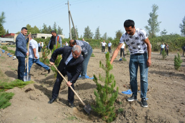Tərtərdə “Şəhərsalma və Memarlıq İli” çərçivəsində 27 sentyabr Anım gününün altıncı ildönümü ilə əlaqədar ağacəkmə aksiyası keçirilib