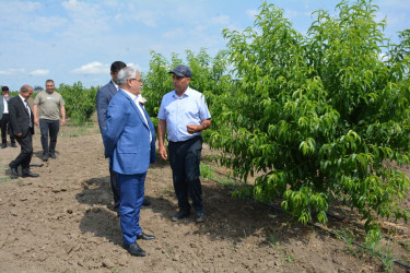 Rayon rəhbəri fermer Mirzə Cümşüdovun bağ təsərrüfatı ilə tanış olub