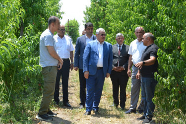 Tərtər Rayon İcra Hakimiyyətinin başçısı "AZNEKTARİN" MMC-nin intensiv meyvə bağları və müasir suvarma infrastrukturu ilə tanış olub