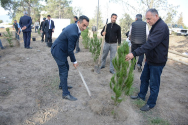 Tərtərdə “Konstitusiya və Suverenlik İli” çərçivəsində 8 Noyabr Zəfər Gününün beşinci ildönümü ilə əlaqədar növbəti ağacəkmə aksiyası keçirilib