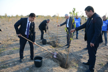 Tərtərdə “Konstitusiya və Suverenlik İli” çərçivəsində 8 Noyabr Zəfər Gününün beşinci ildönümü ilə əlaqədar növbəti ağacəkmə aksiyası keçirilib