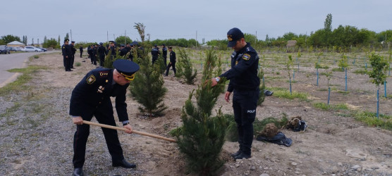 Tərtərdə Ümummilli Lider Heydər Əliyevin 100 illiyi ilə bağlı rayon İcra Hakimiyyətinin və Polis şöbəsinin birgə təşkilatçılığı ilə ağacəkmə aksiyası keçirilib